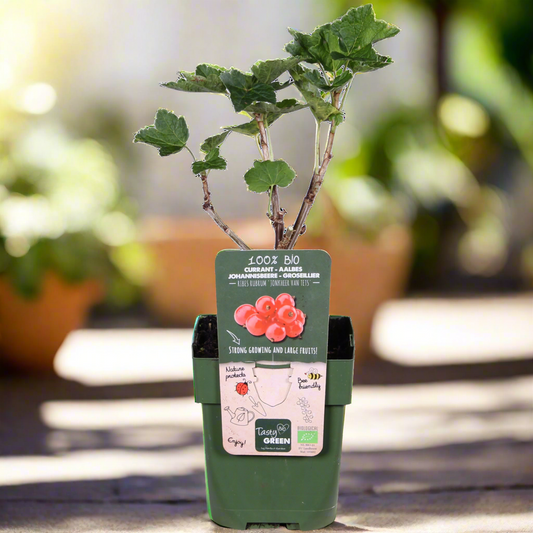 Redcurrant Shrub – Early Harvest Rituals, Ø13 cm × 45 cm