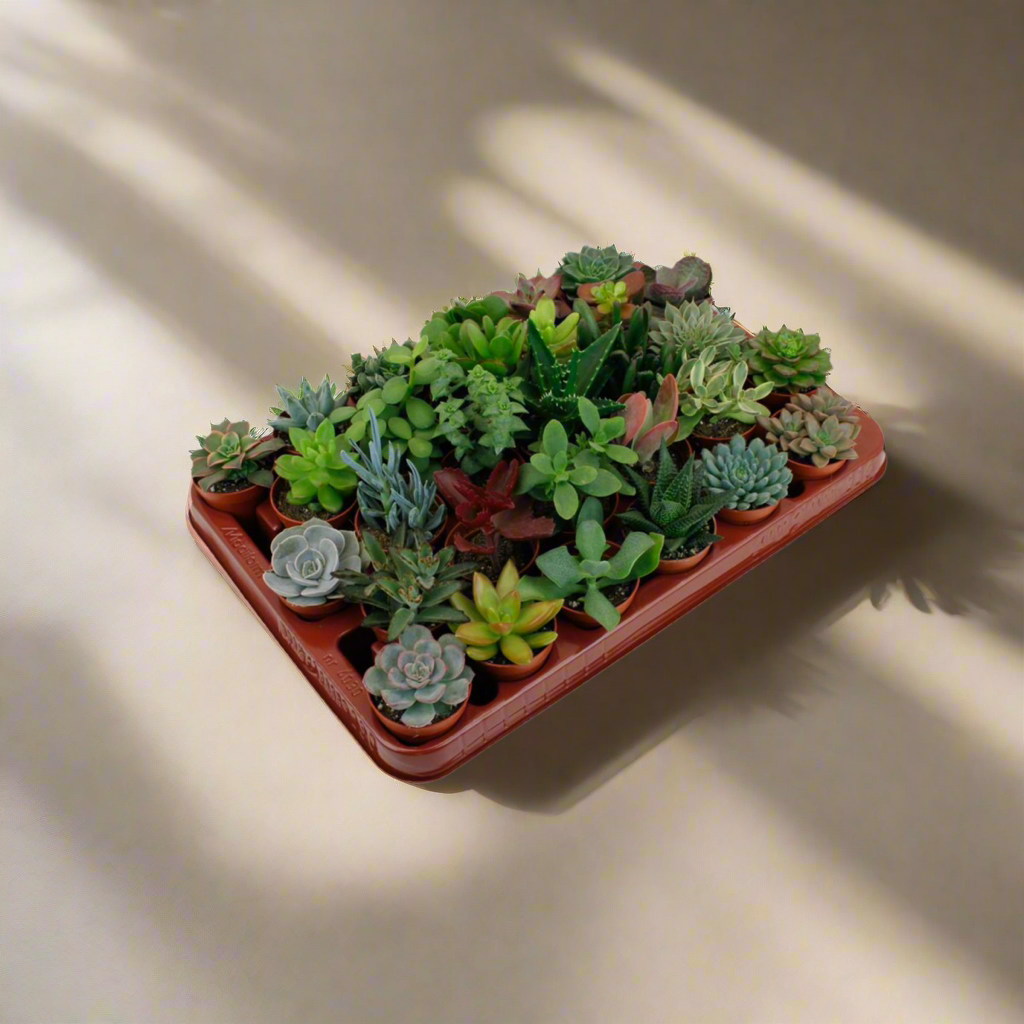 Succulent Mix – Set of 30 Assorted Mini Plants, Ø5.5–7 cm