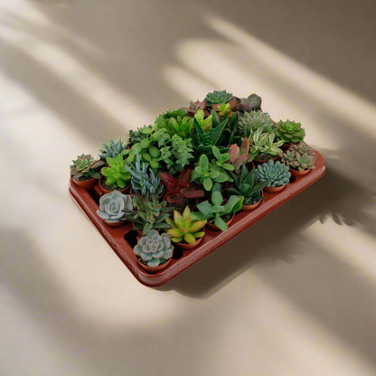 Succulent Mix – Set of 30 Assorted Mini Plants, Ø5.5–7 cm
