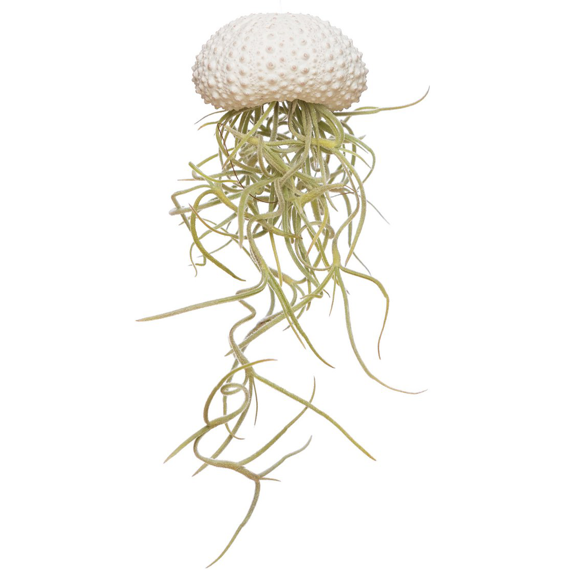 White Jellyfish Airplant – Quiet Driftform with Spanish Moss, Ø4–5 cm