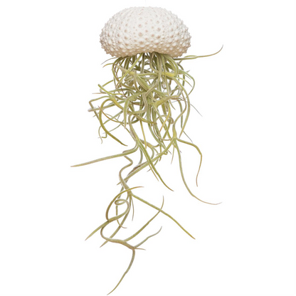 White Jellyfish Airplant – Quiet Driftform with Spanish Moss, Ø4–5 cm