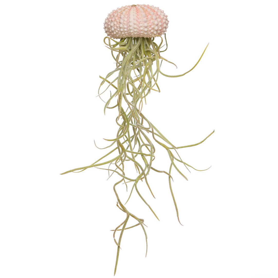 Pink Jellyfish Airplant – Blush Driftform with Spanish Moss, Ø4–5 cm