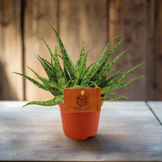 Spider-Leaf Aloe Succulent – Sculptural Accent for Calm Interiors, Ø10.5 × 15 cm