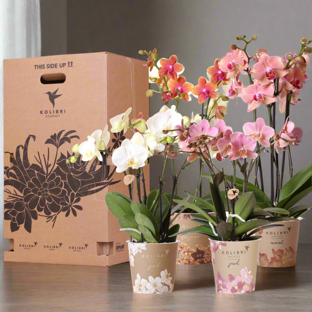 Mixed Orchid Surprise Box – Set of 4 Blooming Beauties for the Price of 3, Ø12 cm x ±45 cm