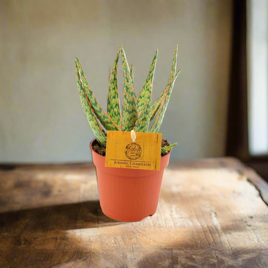 Toothed Aloe Succulent – Bold Texture for Earthy Corners, Ø10.5 × 15 cm