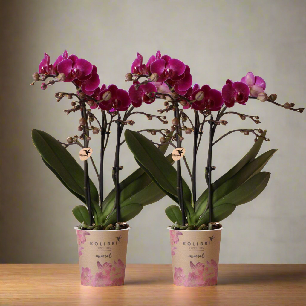 Vivid Purple Orchid Duo – Bold Touch for Characterful Spaces, Ø9 cm × ±35 cm, by Kolibri Company