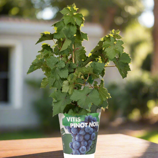 Red Dwarf Wine Grape – Terrace Mini-Vine Rituals, Ø14 cm×30 cm