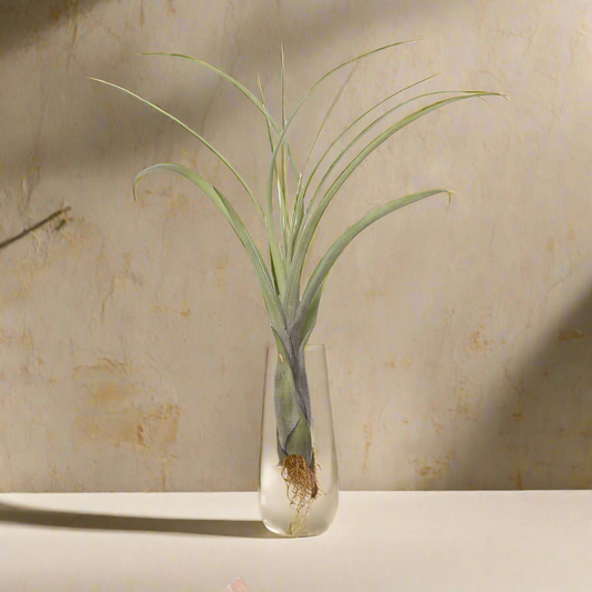 Tillandsia Balbisiana – Needleleaf Cascade from Central America, 8–12 cm