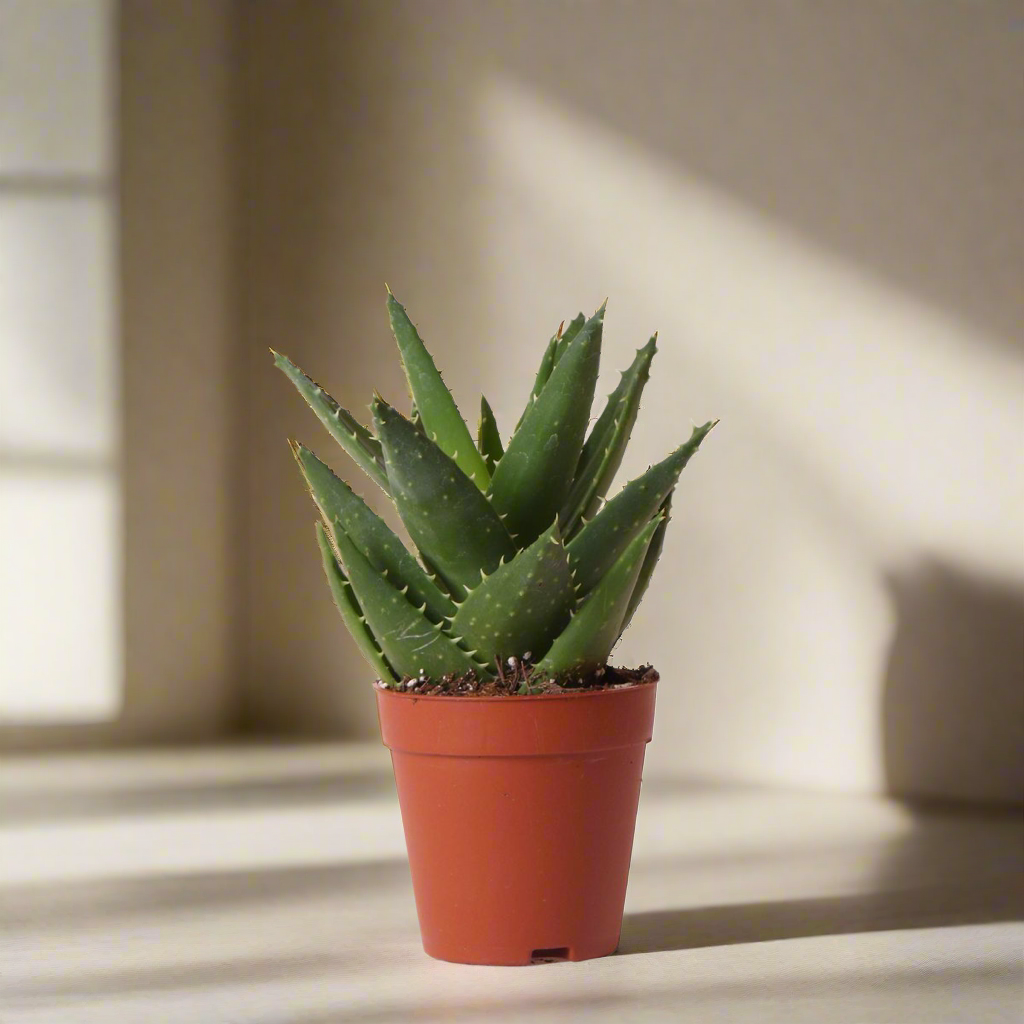 Short-Leaf Aloe Succulent – Geometric Resilience for Small Altars, Ø9 × 13 cm