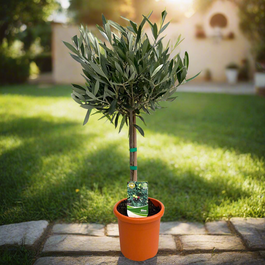 Olive Tree – Living Symbol of Peace, Ø15 cm × 60 cm