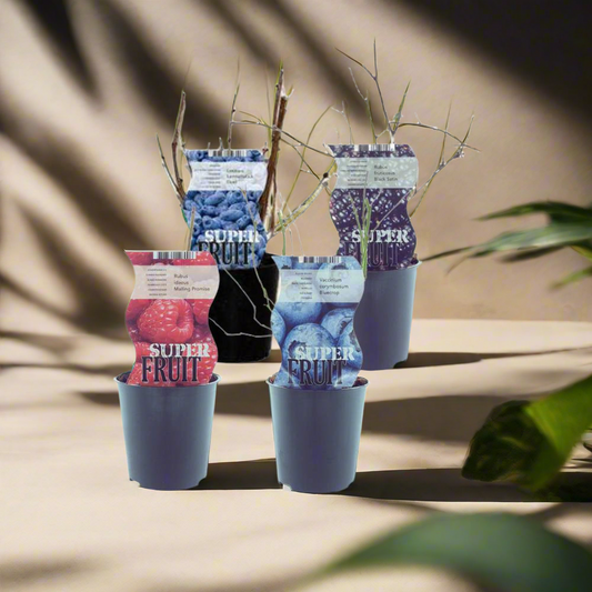 Berry Bliss Quartet – 4-in-1 fruitstruikset, Ø12cm, ↕30cm