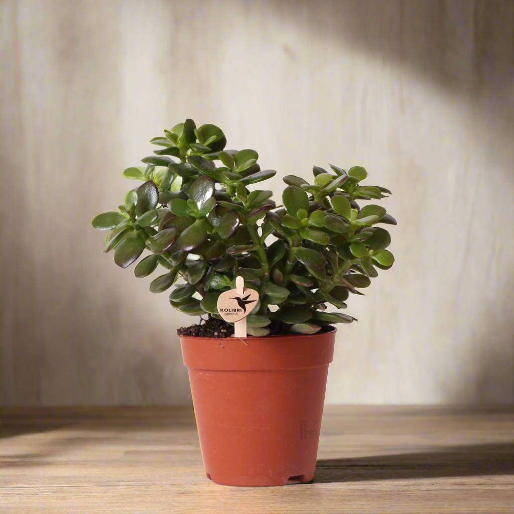Crassula Minor Succulent  – Small Rosette Plant, Ø9 cm