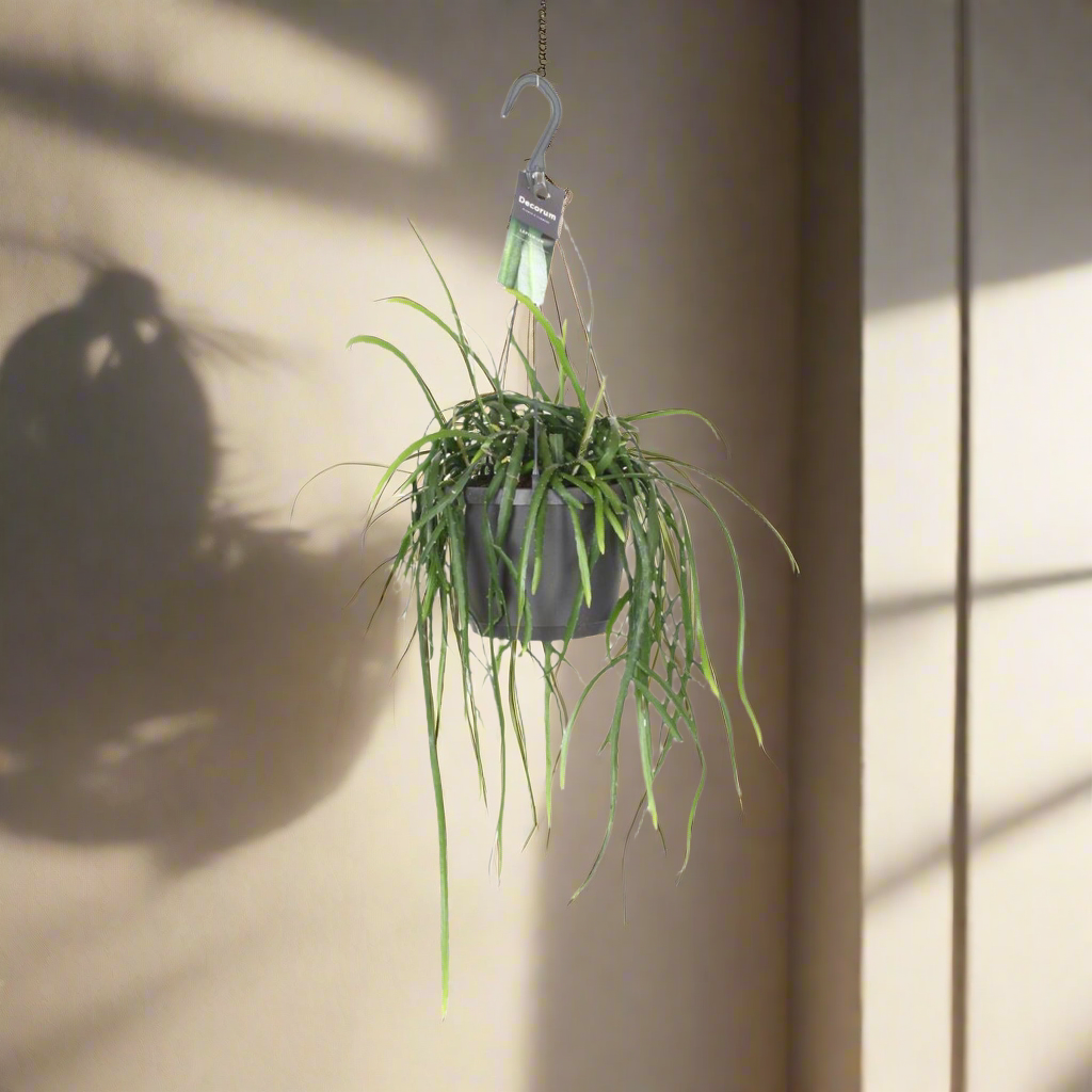 Jungle Cascade Bolivianum – Trailing Elegance for Quiet Corners, Ø7×40 cm