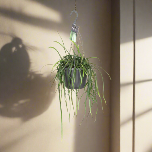 Jungle Cascade Succulent – Forest Bathing Companion, Ø17 cm × ±40 cm
