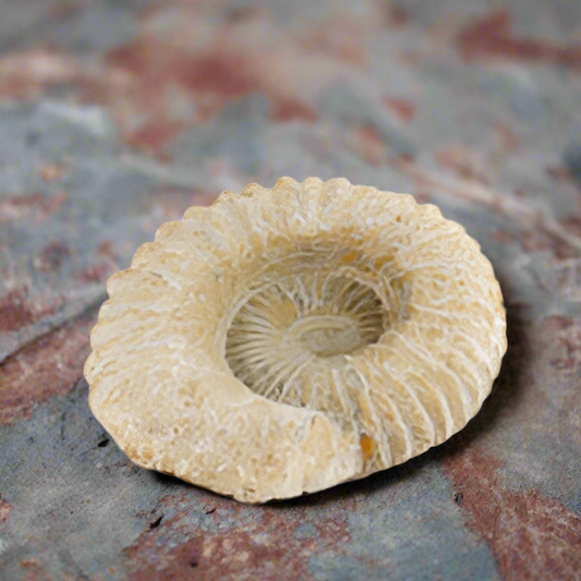 Timeless Fossil Ammonite – Stone of Ancient Wisdom, ~ Ø 25 × 8 cm by ANAS