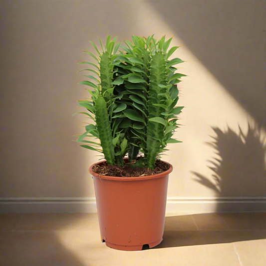 Verdant Sentinel African Milk Tree – Quiet Strength in Living Green, Ø12×40 cm