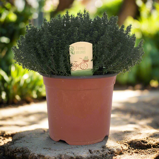 Thyme Shrub – Scented Calm Rituals, Ø18 cm × 45 cm