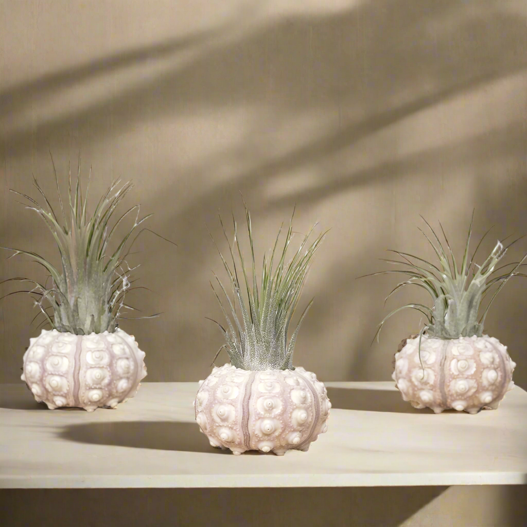 Sea Urchin Airplant Trio – Set of 3 Tidal Relics with Tillandsia, Ø6–9 cm