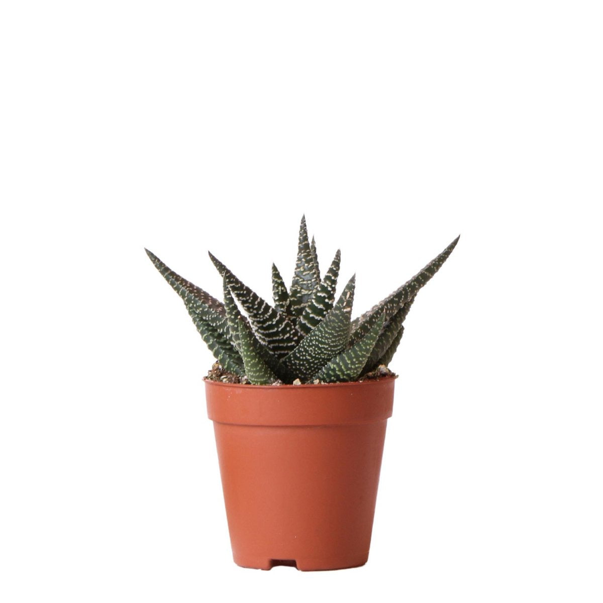 Kolibri Greens | Groene plant - Succulent Haworthia Royal Highnness - potmaat Ø6cm - groene kamerplant - vers van de kweker