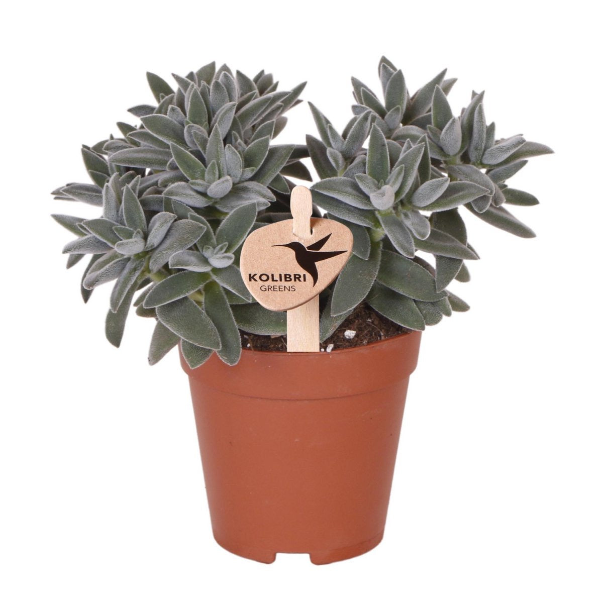 Kolibri Greens | Groene plant - Succulent Tarantula - groene kamerplant - vers van de kweker - Ø6cm