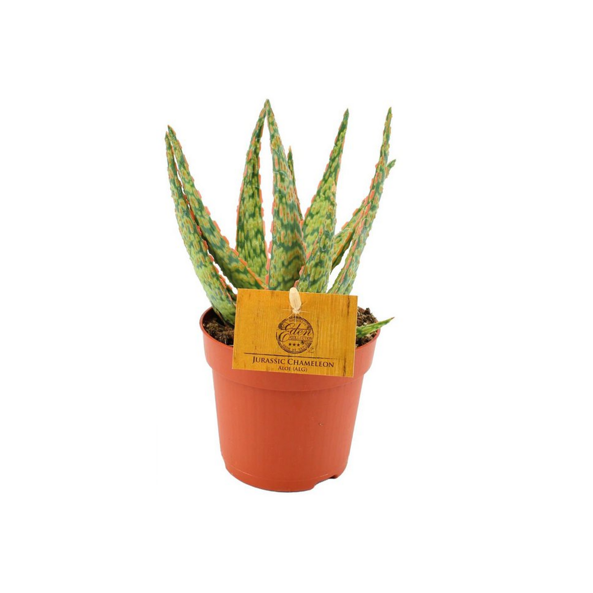 Toothed Aloe Succulent – Bold Texture for Earthy Corners, Ø10.5 × 15 cm