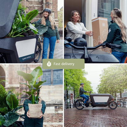 Fast plant delivery