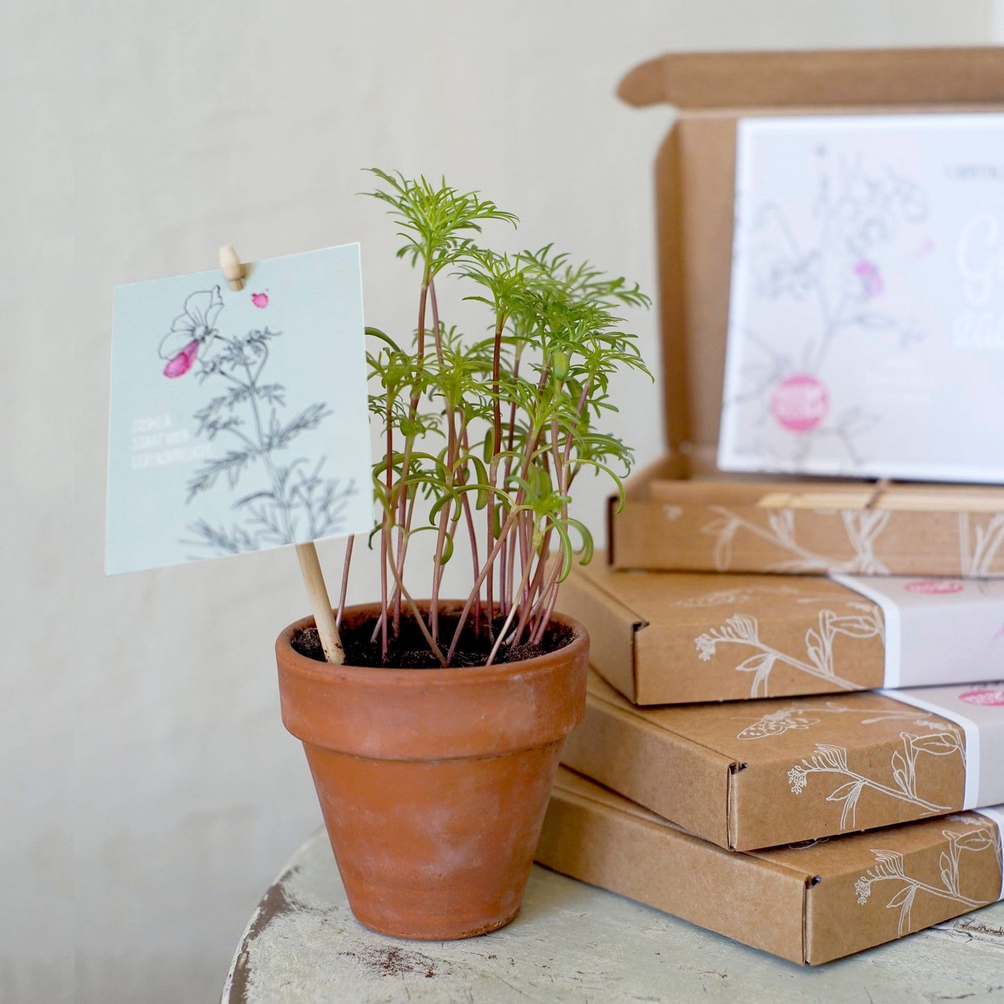 "Geluk Zaaien" Wildflower Seed Gift Box for Bees & Butterflies