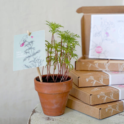 "Geluk Zaaien" Wildflower Seed Gift Box for Bees & Butterflies