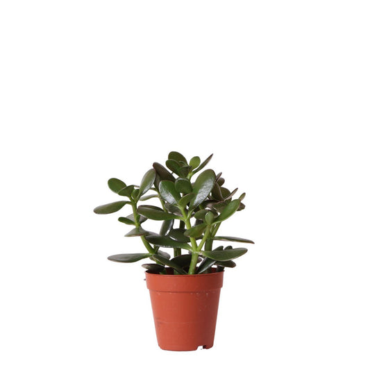 Crassula Ovata - Jadeplant - Onderhoudsarme vetplant