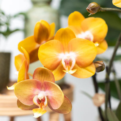 Mixed Orchid Surprise Box – Set of 4 Blooming Beauties for the Price of 3, Ø12 cm x ±45 cm