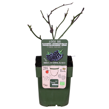 Blackberry Shrub – Thornless Harvest Ease, Ø13 cm × 45 cm