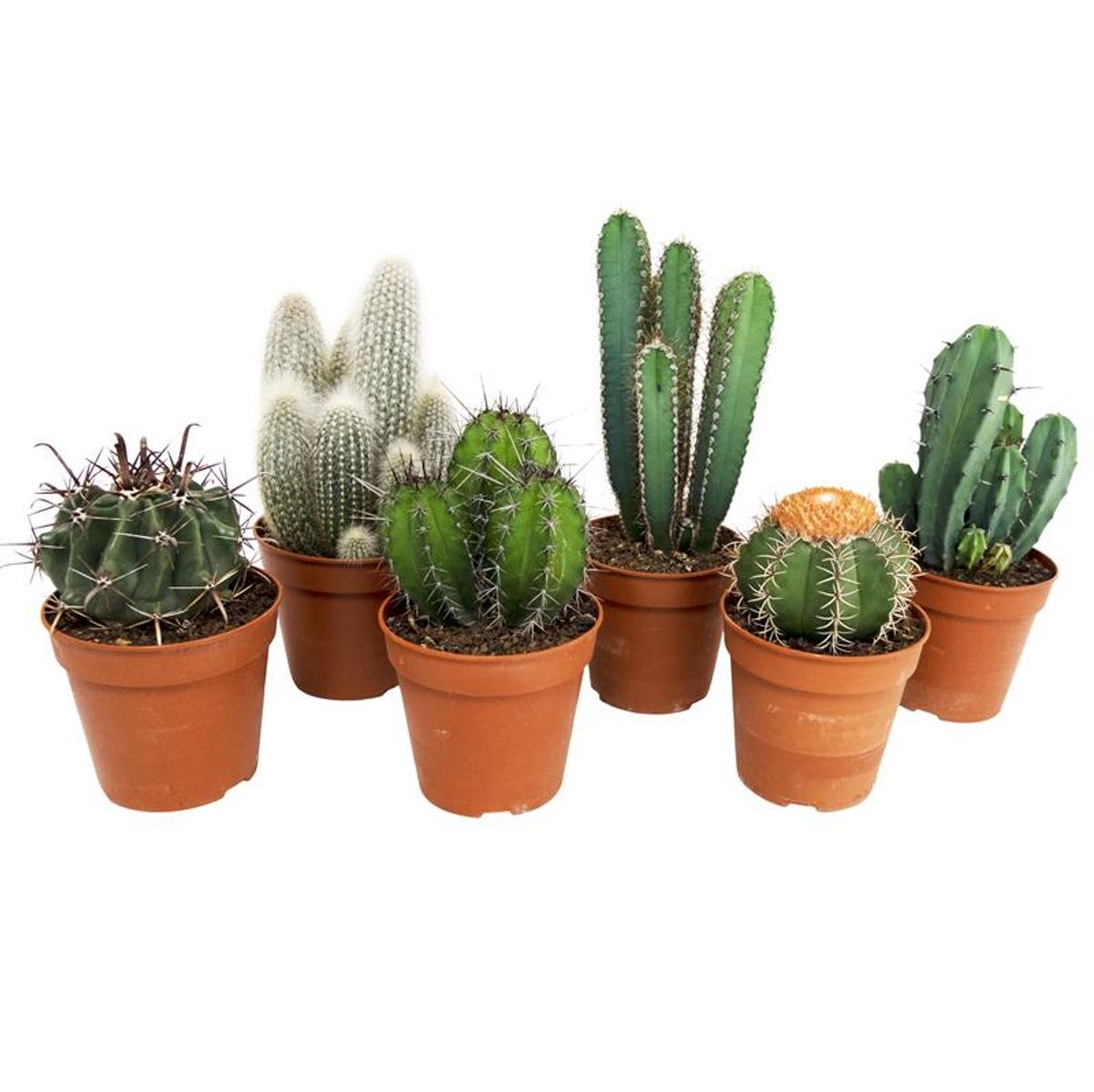 Cactus Surprise Set – Set of 6 Assorted Cacti, Ø12 cm, ±20 cm