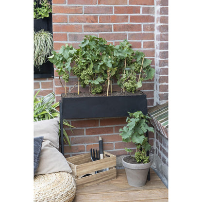 White Pixie Wine Grape – Terrace Vine Rituals, Ø14 cm × 30 cm