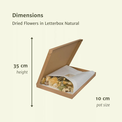 Natural Whisper Dried Letterbox Bouquet – Quiet Home Gesture, 30 cm