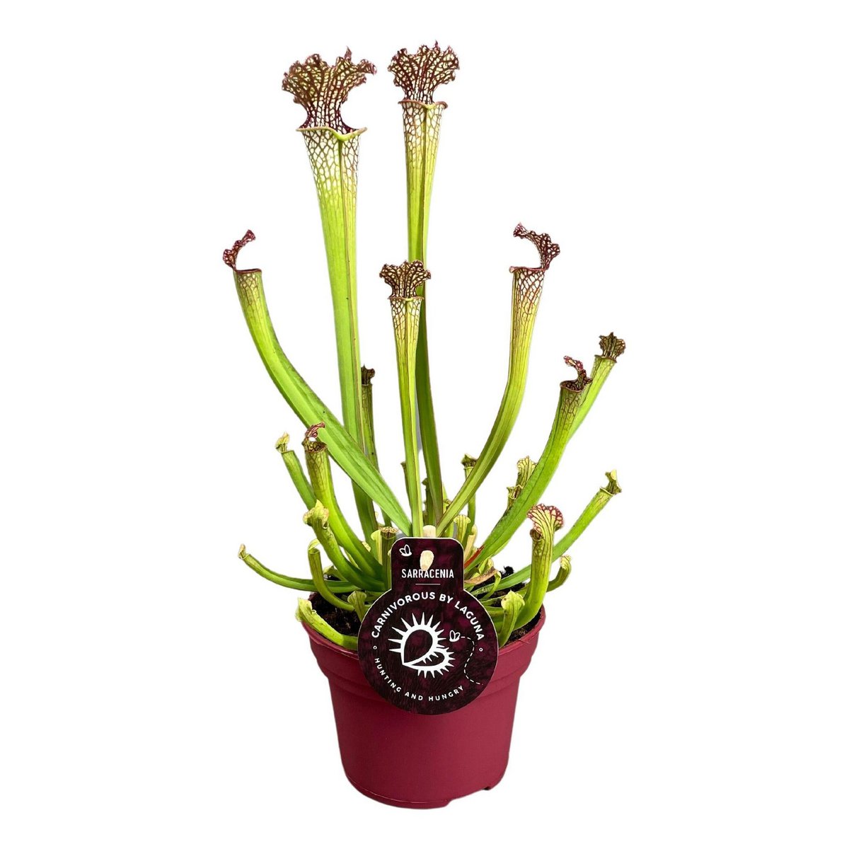 Red Vein Sentinel Carnivorous Plant – Graceful Guardian of Quiet Corners, Ø12×40 cm