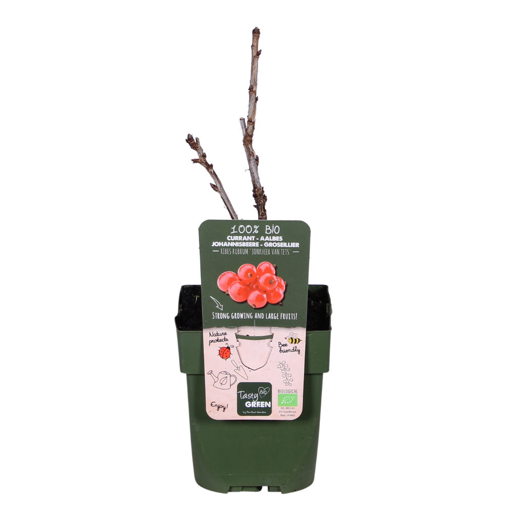 Redcurrant Shrub – Early Harvest Rituals, Ø13 cm × 45 cm