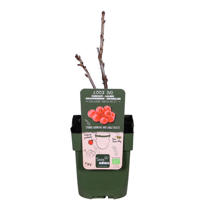 Redcurrant Shrub – Early Harvest Rituals, Ø13 cm × 45 cm