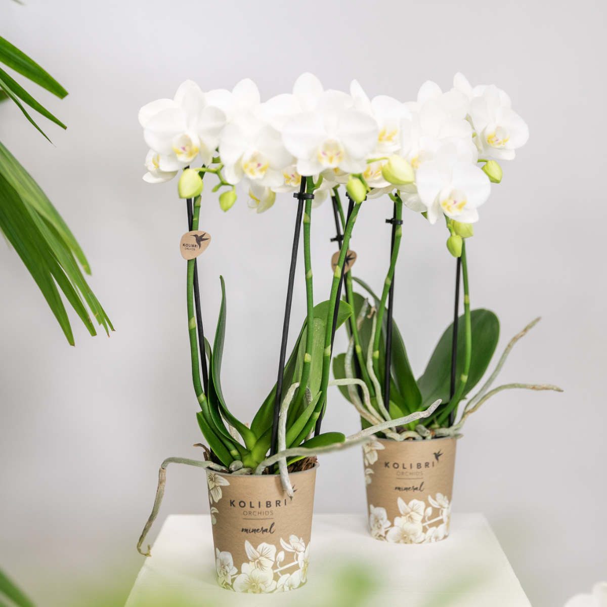 Elegante witte Phalaenopsis orchideeën – Set van 2 bloeiende kamerplanten, Ø9 cm x ±35 cm