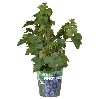 Red Dwarf Wine Grape – Terrace Mini-Vine Rituals, Ø14 cm×30 cm