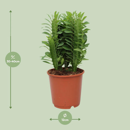 Verdant Sentinel African Milk Tree – Quiet Strength in Living Green, Ø12×40 cm