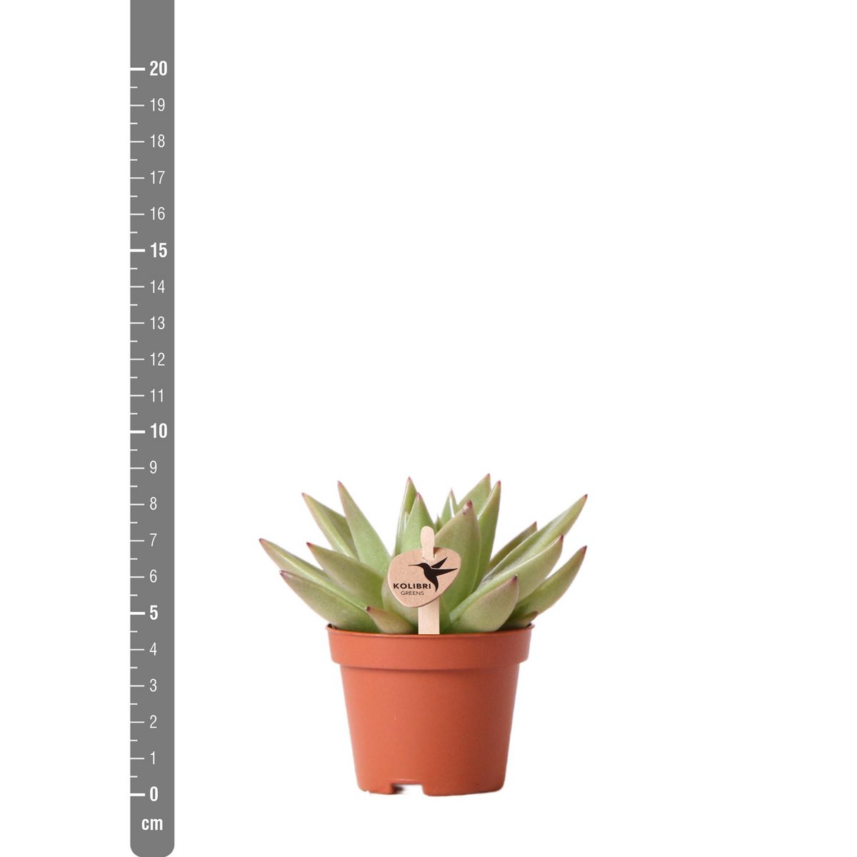 Succulent Echeveria Miranda – Small Rosette Plant, Ø6 cm