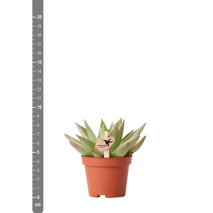 Succulent Echeveria Miranda – Small Rosette Plant, Ø6 cm