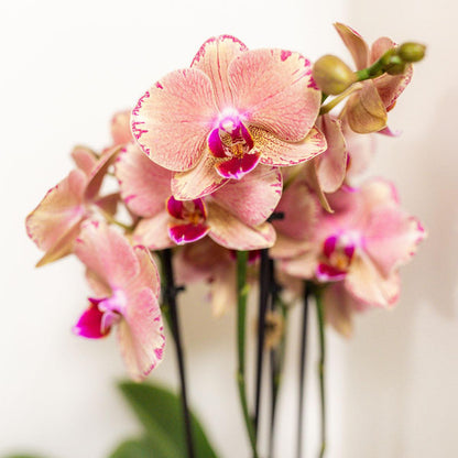 Mixed Orchid Surprise Box – Set of 4 Blooming Beauties for the Price of 3, Ø12 cm x ±45 cm