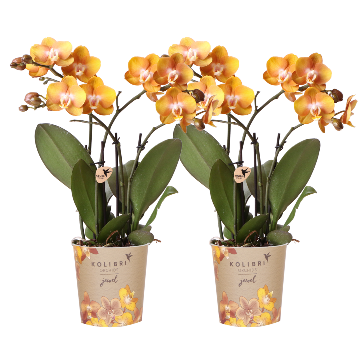 Amber Flame Orchid Duo – Radiant Form for Serene Displays, Ø12 cm × ±45 cm