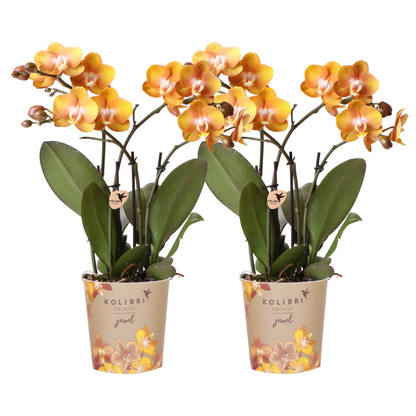 Amber Flame Orchid Duo – Radiant Form for Serene Displays, Ø12 cm × ±45 cm