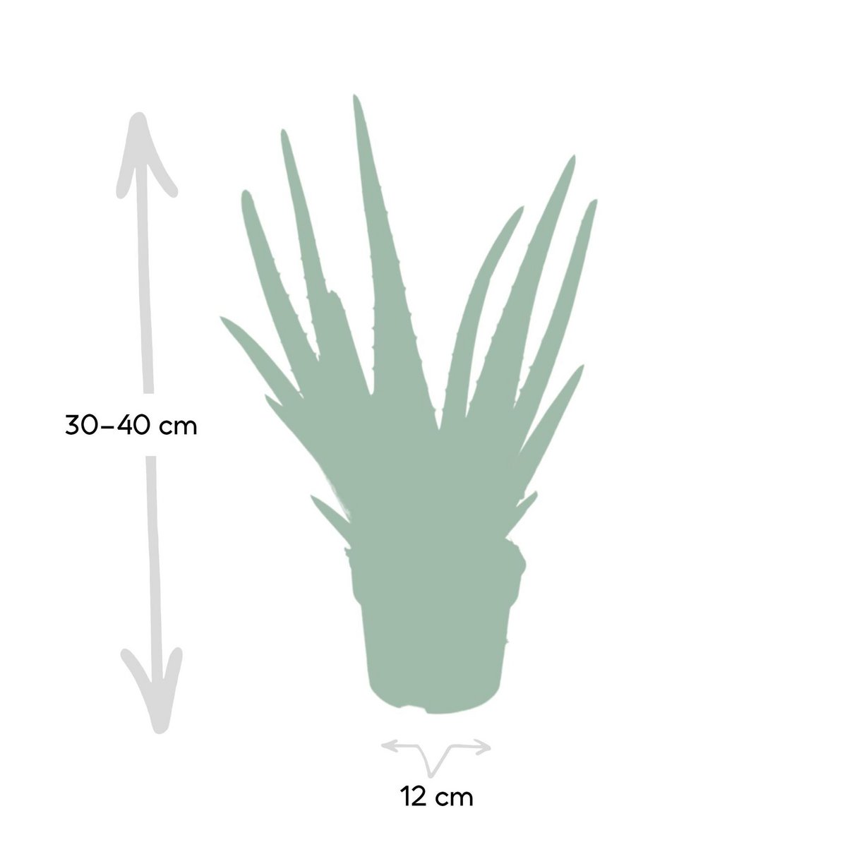 Classic Aloe Vera – Natural Strength for Ritual Spaces, Ø12 × 40 cm