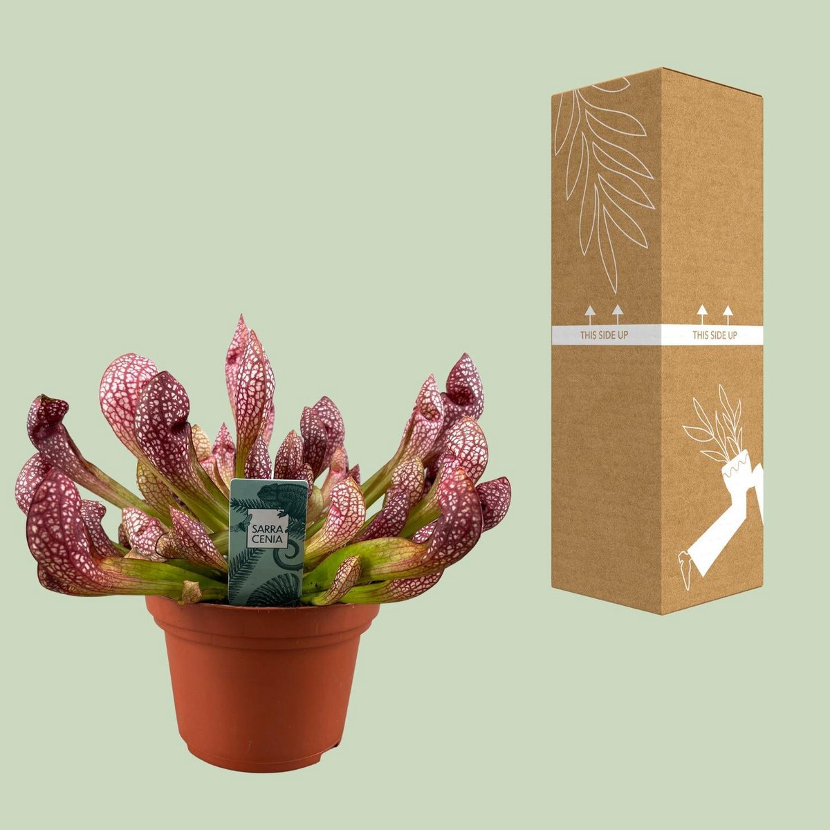 Scarlet Listener Carnivorous Plant – Ritual Beauty in Still Red Form, Ø12×40 cm