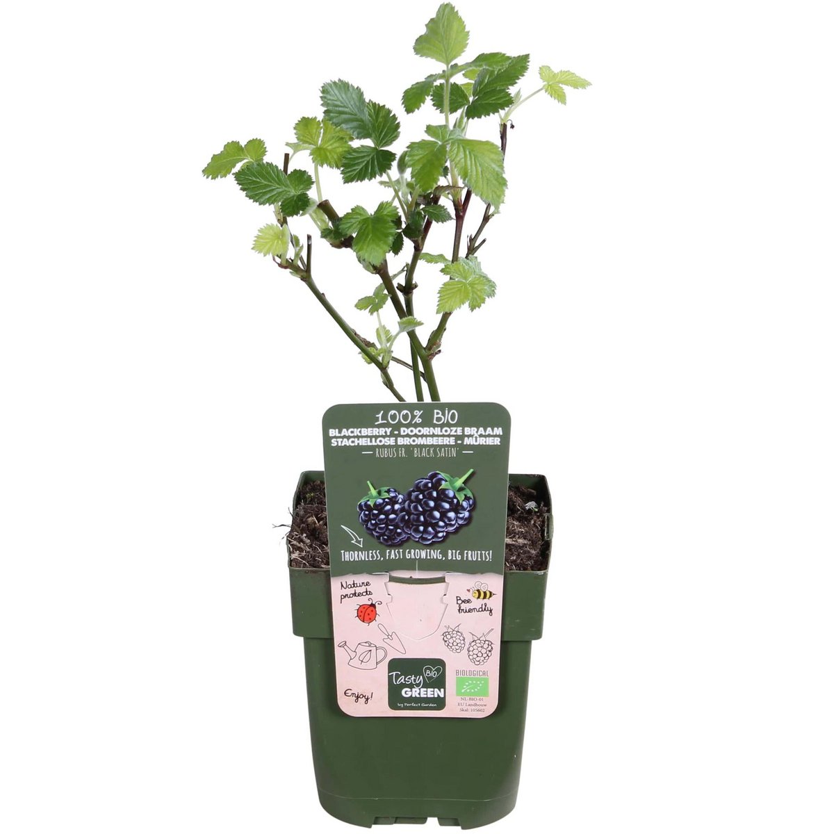 Blackberry Shrub – Thornless Harvest Ease, Ø13 cm × 45 cm