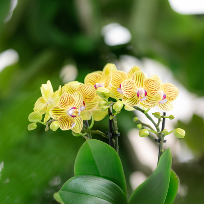 Assorted Orchid Surprise Box – Set of 4 Floral Charms for the Price of 3, Ø9 cm x ±35 cm