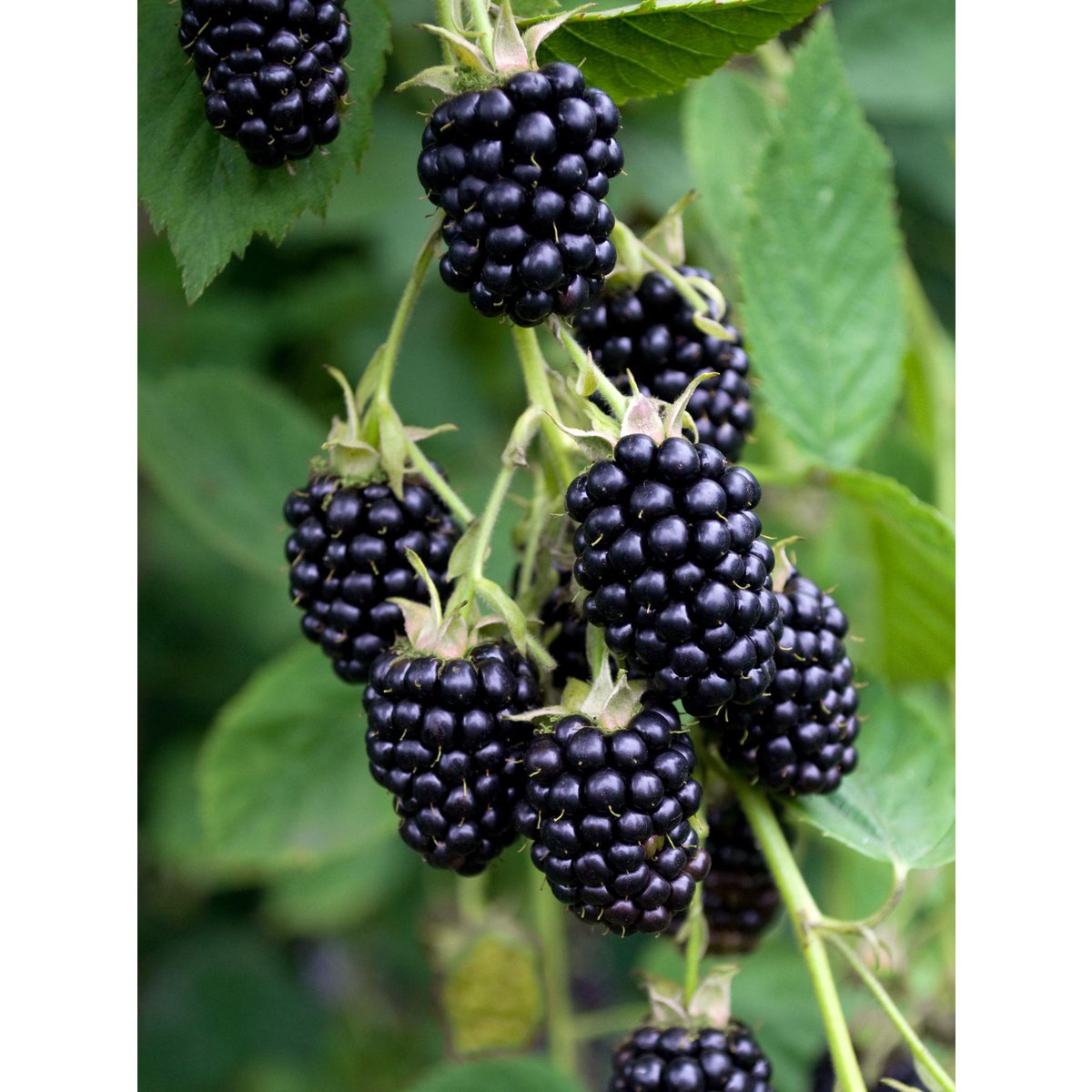 Blackberry Shrub – Thornless Harvest Ease, Ø13 cm × 45 cm
